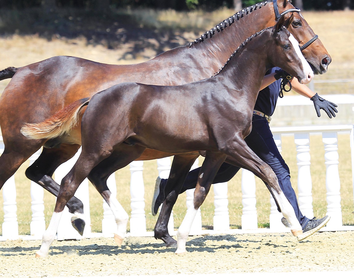 Running-with-horses