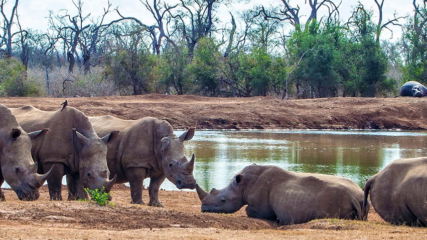 Saving the Rhino – a worthy campaign close to all our hearts