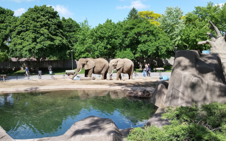 Chester zoo to re-open
